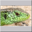 Lacerta agilis - Zauneidechse m08.jpg